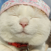 可爱的戴帽子的猫头像图片素材,这也太萌了