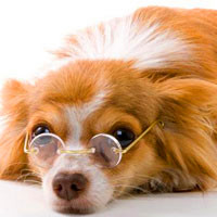 狗狗戴眼镜头像