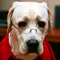 可爱的戴眼镜的狗狗头像,狗狗戴眼镜图片