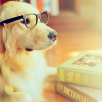 可爱的戴眼镜的狗狗头像,狗狗戴眼镜图片