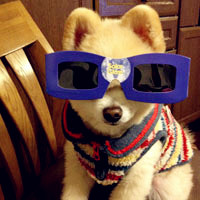 可爱狗狗头像戴眼镜的,小小的狗狗也装酷了