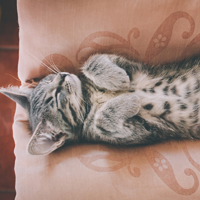 可爱小猫头像,睡梦中的小猫图片