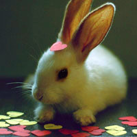 可爱小白兔头像图片,小白兔乖乖白又白