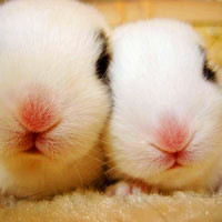 可爱小白兔头像图片,小白兔乖乖白又白