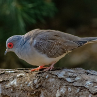澳大利亚雪鸽,红红的眼睛灰色羽毛好漂亮了