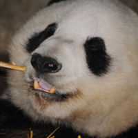 可爱熊猫头像,可爱熊猫qq头像,吃竹子的熊猫图片