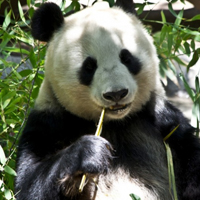 可爱熊猫头像,可爱熊猫qq头像,吃竹子的熊猫图片