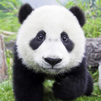 熊猫头像,可爱呆萌的熊猫头像图片