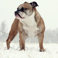 可爱的英国斗牛犬头像,活泼、聪明、肌肉发达的狗