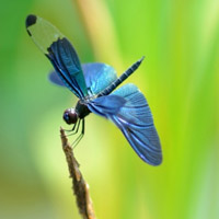 好看唯美蜻蜓头像,漂亮的蜻蜓QQ头像图片