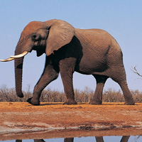 qq大象头像,哺乳动物大象图片,大象的鼻子像什么