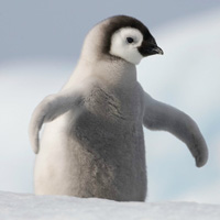 南极企鹅可爱QQ头像图片,看上去好像在戴着盔帽一般
