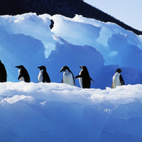 南极企鹅可爱QQ头像图片,看上去好像在戴着盔帽一般