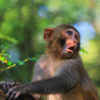 可爱猴子头像,在山上惹人喜爱的猴子图片