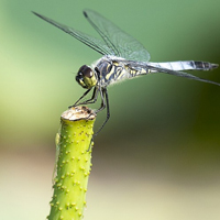 清新自然的蜻蜓与莲藕,真想化作一只蜻蜓自由飞翔