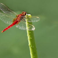 清新自然的蜻蜓与莲藕,真想化作一只蜻蜓自由飞翔