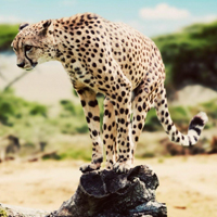 野生动物豹子霸气QQ头像图片,猎豹太猛了