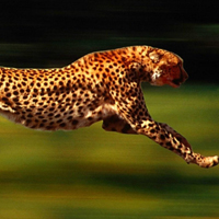 野生动物豹子霸气QQ头像图片,猎豹太猛了