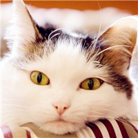 可爱猫咪头像萌宠高清图片,喜欢小猫的来看看吧