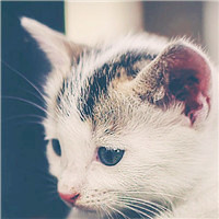 可爱猫咪头像萌宠高清图片,喜欢小猫的来看看吧
