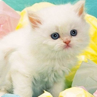 可爱萌猫头像,白色的看起真干净好喜欢它