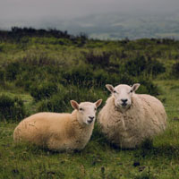 绵羊头像,绵羊高清头像,性情温顺可爱吧