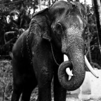 一头行走的大象图片,高清大象头像