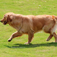 可爱金毛头像,可爱金毛犬图片