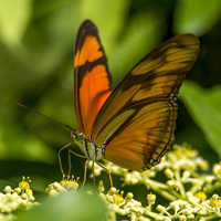 黑脉金斑蝶,花色的美丽的图片