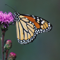 黑脉金斑蝶,花色的美丽的图片