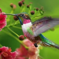 小清新蜂鸟QQ头像图片,体型小色彩鲜艳