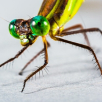 蜻蜓头像,蜻蜓眼睛特写,直升飞机的参照物