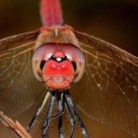 蜻蜓头像,蜻蜓眼睛特写,直升飞机的参照物