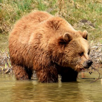 棕熊头像照片,体形庞大的棕熊图片