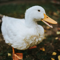 萌萌的小鸭子头像 白色的短脖子鸭子图片