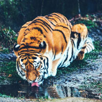 凶猛的老虎图片头像，霸气的凶猛的野生老虎图片