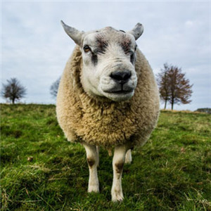 绵羊头像可爱 呆萌的绵羊图片