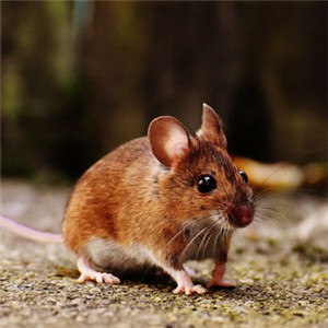 可爱小老鼠头像 适合微信用的可爱的小老鼠图片