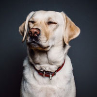 拉布拉多犬很萌的头像，米白色拉布拉多犬图片