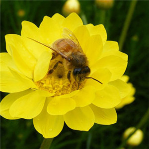 2018好看的微信头像 蜜蜂与花 采蜜的蜜蜂图片