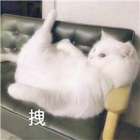 小猫头像图片大全可爱 特别搞笑得笑死人的文字