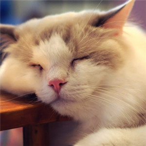可爱小猫咪头像 猫咪睡觉的样子更是萌萌的