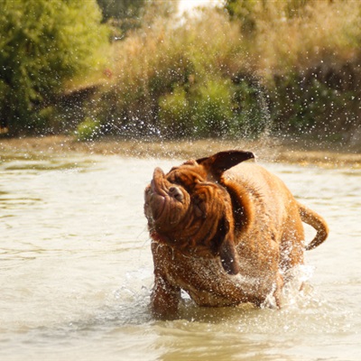 波尔多犬微信头像 水中嬉戏玩耍的波尔多犬