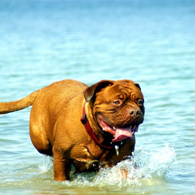 波尔多犬微信头像 水中嬉戏玩耍的波尔多犬
