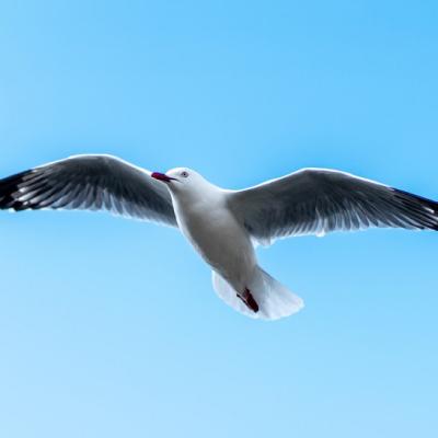 海鸥飞翔微信头像，展翅飞翔的海鸥头像图片