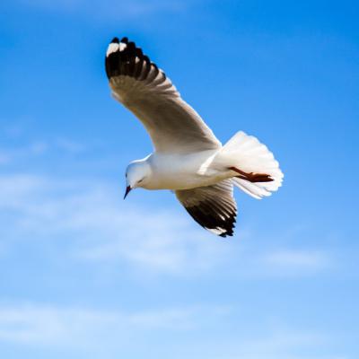 海鸥飞翔微信头像，展翅飞翔的海鸥头像图片