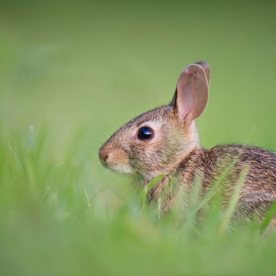 灰色兔子微信头像 竖起双耳的灰色兔子图片