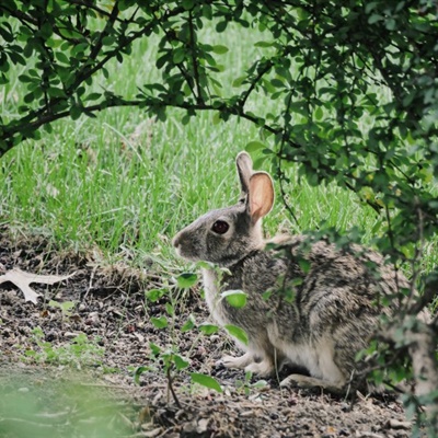 灰色兔子微信头像 竖起双耳的灰色兔子图片