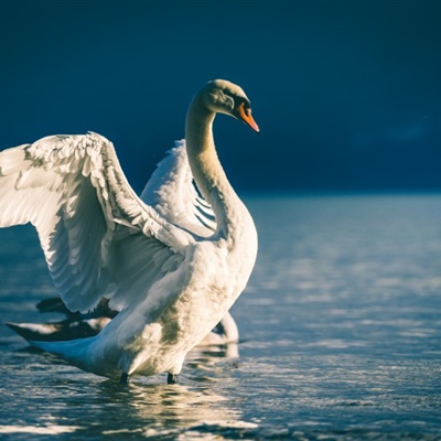 白天鹅微信头像 水面上的白天鹅图片