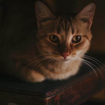可爱猫咪头像 可爱猫咪高清微信头像图片
